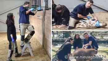 Van de giraffenbek naar het achterwerk van het waterzwijn: op stap met de dierenarts van Zoo Antwerpen en Planckendael