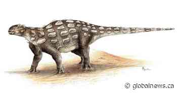 3-toed dinosaur footprint found in B.C. leads to discovery of new species