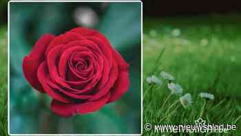 Renild Ooms, 65 jaar