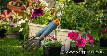 Want to get your garden summer ready? Here's 5 tips from experts
