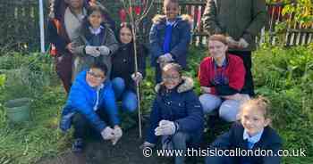 Tree planting in Brent schools is bearing fruit