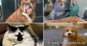 20 of your perfect pet pictures for National Pet Day 2025