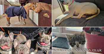 25 of your perfect pet pictures for National Pet Day 2025