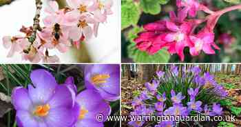 Beautiful blossom brightening up Warrington as spring is in the air