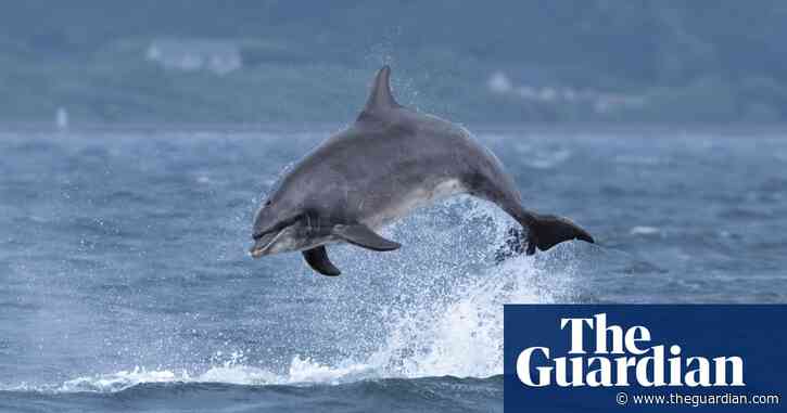 Rare footage captured of interspecies infanticide by dolphins off Welsh coast