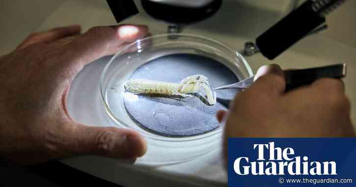 How a Sydney scientist became enamoured with the ‘Ferraris of the crustacean world’ – and discovered a new shrimp species
