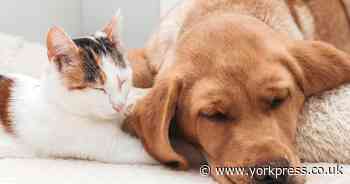 PDSA warning to pet owners over potential poisoning in dogs and cats this Easter
