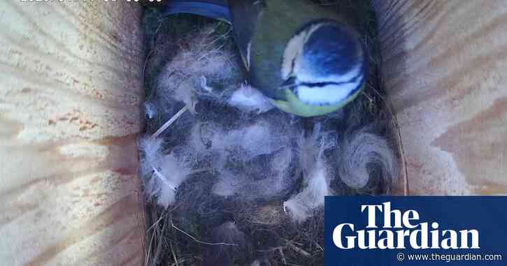 Country diary: We’re obsessed with the blue tits – all it took was a birdbox webcam | Country diary