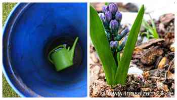 Geniale Garten-Hacks: So wird Euer Garten zum blühenden Paradies