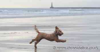 Full list of North East beaches where dogs are banned from May to September