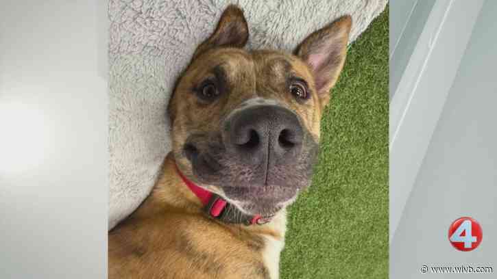 11-month-old Zeke is ready for adoption