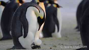 'Secrets of the Penguins' NatGeo Doc Uncovers 'Astonishing' New Behavior