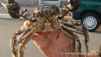 Nieuwe krabbenfuik op Bollaak om opmars Chinese wolhandkrab te stuiten