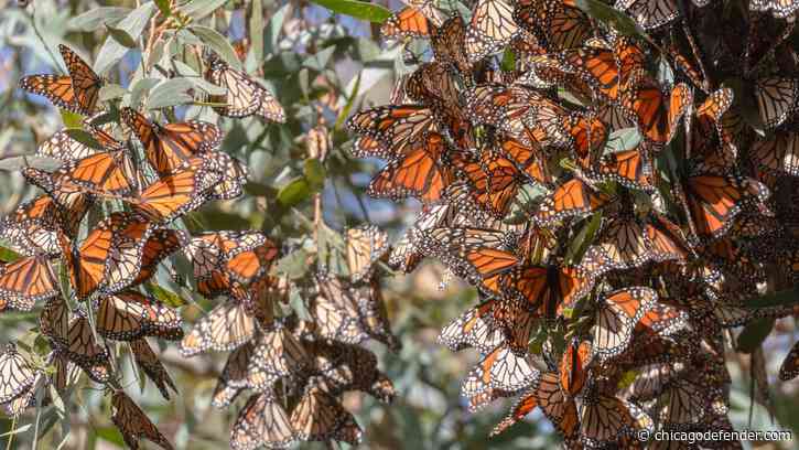 The New ‘Great Dying’ Deserves Our Attention and Action