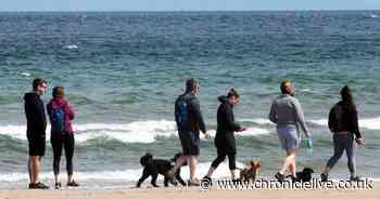 The 'star studded' Northumberland beach where you'll definitely want to go on a dog walk