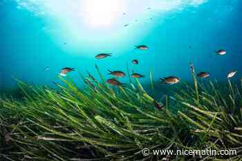 "Contrôler davantage la pêche amateur et lutter contre les espèces invasives": les petits fonds, la clé de la biodiversité marine
