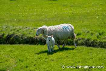 Unseasonably warm spring alters parasite risk for lambs in 2025