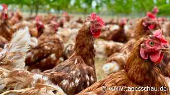 Die begehrten Ostereier aus dem Hühnerstall