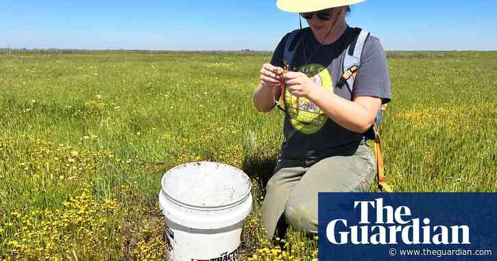 Meet the seed collector restoring California’s landscapes - one tiny plant at a time