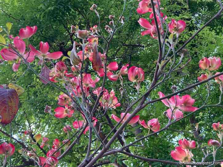 How the winter chill was cold enough this year to get this tree flowering