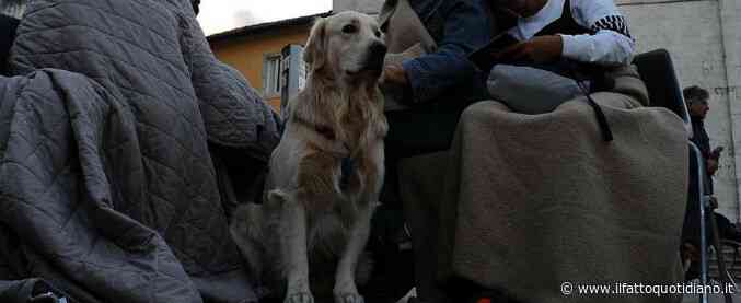 “Cani, gatti, e persino una gallina: in quella casa c’erano 80 animali che vivevano tra feci e sporcizia”: l’orrore raccontato dalla polizia