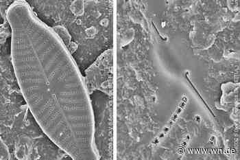 Vier neue Kieselalgen-Arten in Wolbeck entdeckt