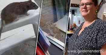 Bewoners van deze wijk worden gek van ratten: ‘Kruipen zelfs over toestellen in de speeltuin’