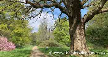 Spurs contractors assessed felled oak tree last year as part of academy plans