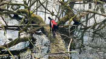 Dieser Suchhund kämpft in ganz Bayern gegen die Schweinepest