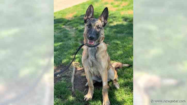 Ellie Mae would make a great playmate for another dog