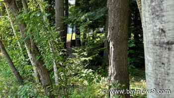 Spring allergies are back. Here's how to check pollen levels and keep from sneezing