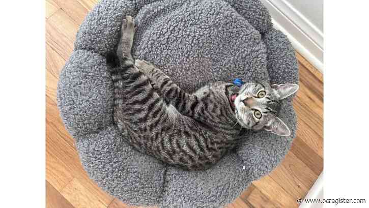 Mellow Milo is a happy, playful kitten