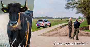 Extra boswachters ingezet na aanval door koe: ‘Natuur is nu op z’n kwetsbaarst’