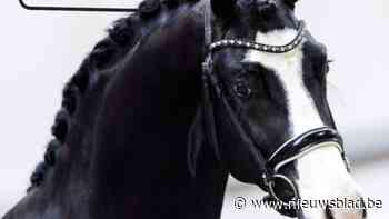 Manege De Heide houdt op paasdag eerste hengstenshow in samenwerking met Nederlands hengstenstation
