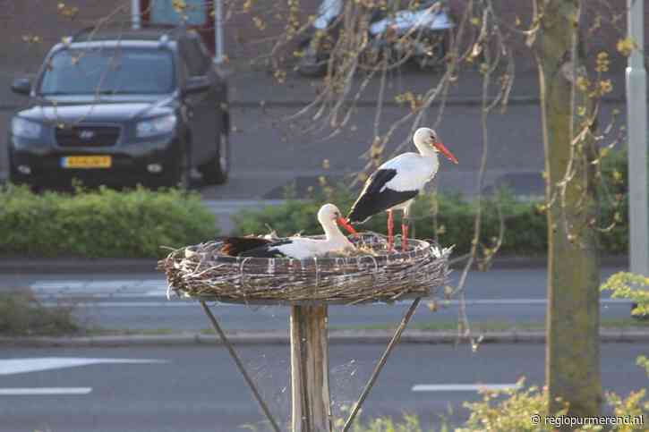 Lentegeluk op grote hoogte: Ooievaars broeden bij Dijklander Ziekenhuis in Purmerend