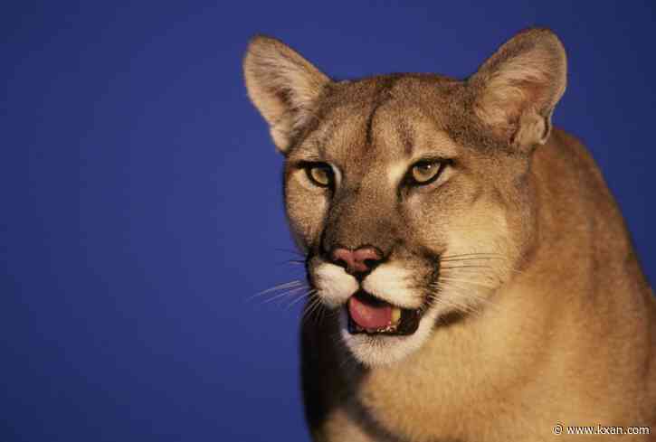Confirmed mountain lion sighting in San Marcos