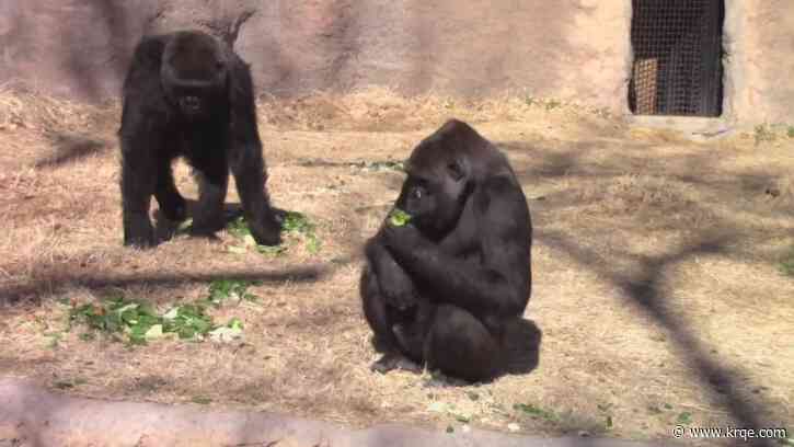 Great Ape-ril Adult Night at the ABQ BioPark