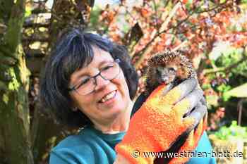 25 Igel suchen ein neues Zuhause