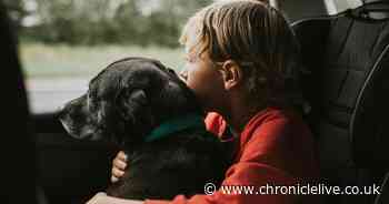 'Three rules' drivers with dogs in car must obey or face £5,000 fine 'if caught'