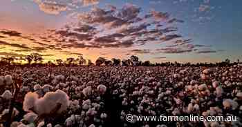 Slow pace of cotton sales may have implications for broader supply chain