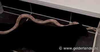 KIJK | Man gaat naar de wc en vindt dít in zijn badkamer