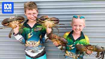 Delicious and plentiful, giant mud crabs set to grace Easter lunches