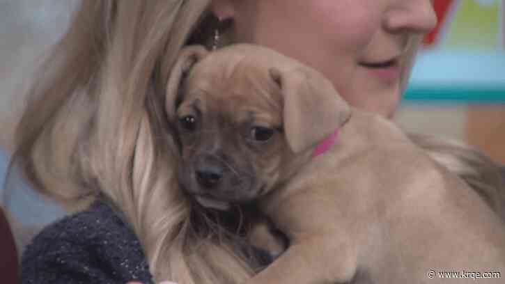 Animal Humane Thrift Shop makes comeback after series of burglaries