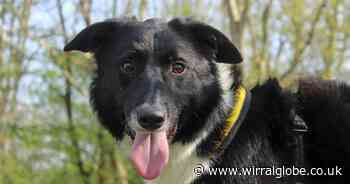 Cuddly Whistle needs your help to find forever home 