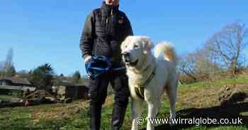 Meet Ringo the giant pup searching for his forever home