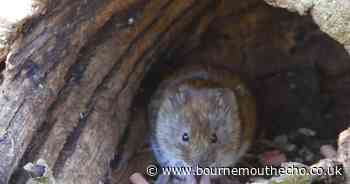 Rare creature spotted along Dorset river