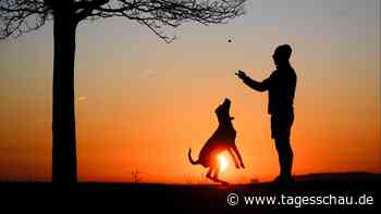 Die eigenen Haustiere richtig absichern