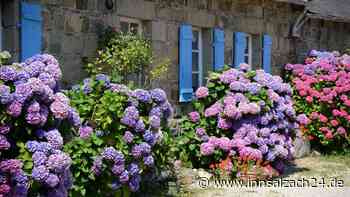 Garten-Tipp: Hortensien blühen dank Küchenabfällen richtig auf