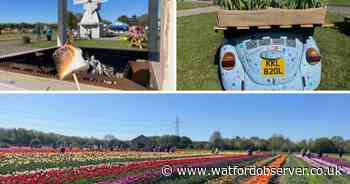 I went to Tulleys Tulip Fields and it was incredible