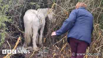 South weekly quiz: How was an elderly pony found?